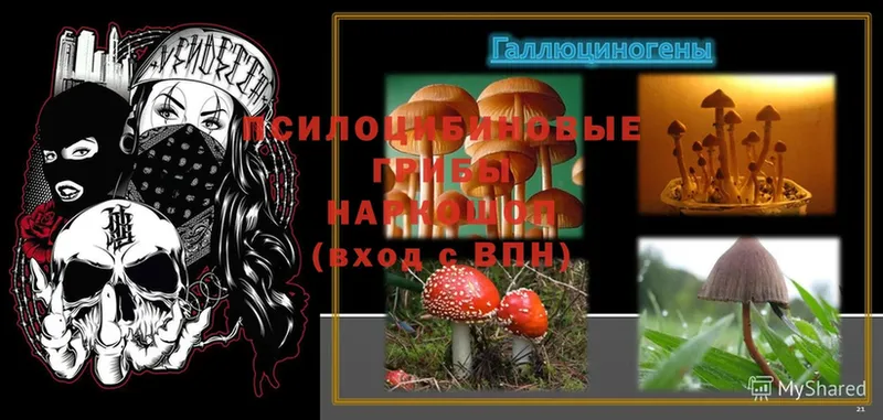 гидра ТОР  Раменское  Псилоцибиновые грибы Magic Shrooms 